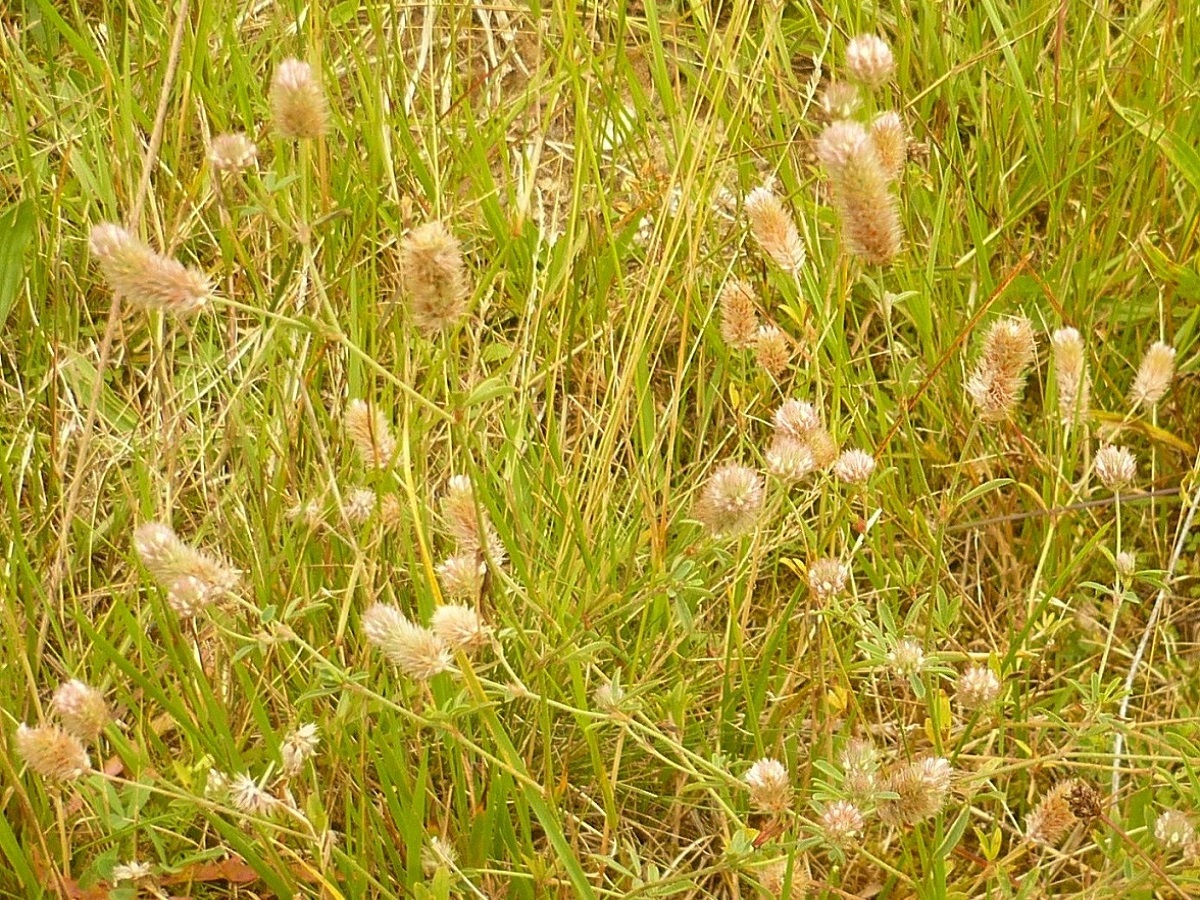 Trifolium arvense var. arvense (Fabaceae)